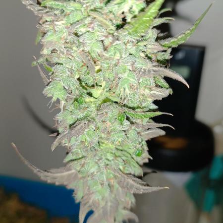 pinapple pulse auro