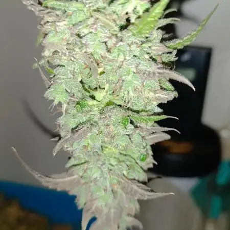 pinapple pulse auro