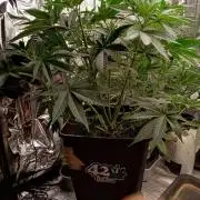 Gorilla Melon F. B.