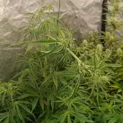 Runtz korngarden Shop