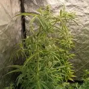 Runtz korngarden Shop