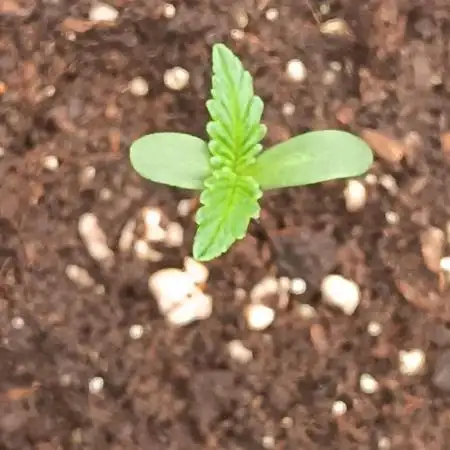 Runtz auto////barney's farm