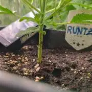 runtz KANNABIA