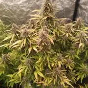 Strawberry 🍓 gorilla 🦍  auto