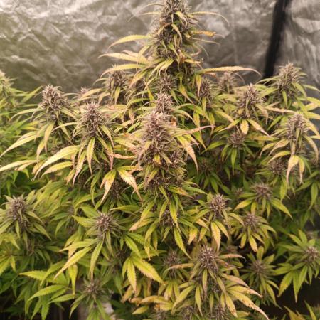 Strawberry 🍓 gorilla 🦍  auto