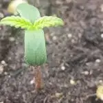 Prova nuova terapia CREAMZILLA