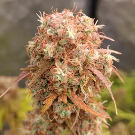 Grape Ape auto