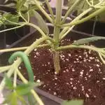 Frostbanger auto