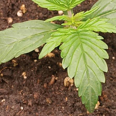 Prova nuova terapia CREAMZILLA