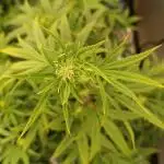 Runtz auto////barney's farm