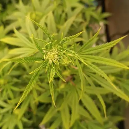 Runtz auto////barney's farm