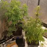 Prova nuova terapia CREAMZILLA