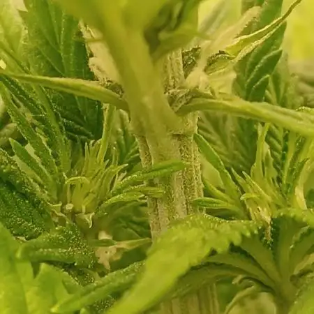 Frostbanger auto