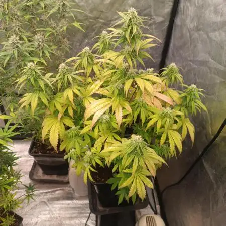 Frostbanger auto