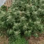 Matanuska korn garden Shop