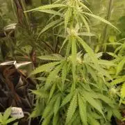 Creamzilla auto