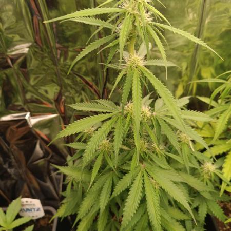 Creamzilla auto
