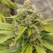 Strawberry 🍓 gorilla 🦍 auto RF 3