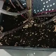 Strawberry 🍓 gorilla 🦍  auto