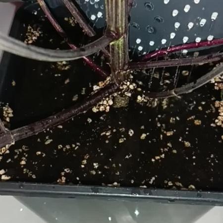 Strawberry 🍓 gorilla 🦍  auto