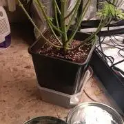 Runtz korngarden Shop