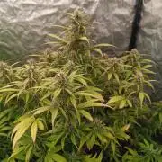 Strawberry 🍓 gorilla 🦍  auto