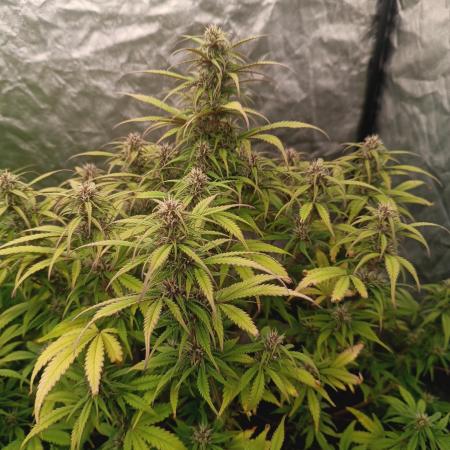 Strawberry 🍓 gorilla 🦍  auto