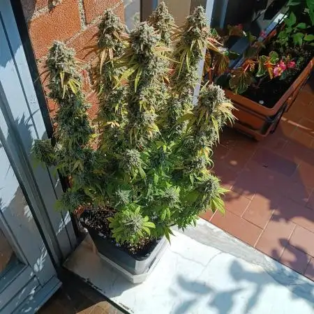 Grape Ape auto