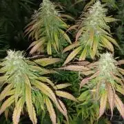 Strawberry 🍓 gorilla 🦍  auto RF 3