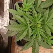 Prova nuova terapia CREAMZILLA