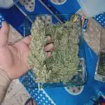 Runtz auto