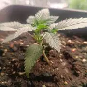 strawberry gorilla. FAST BUDS