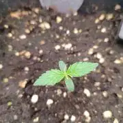 Prova nuova terapia CREAMZILLA