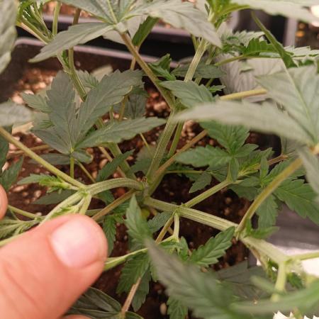 Grape Ape auto