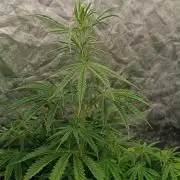 Runtz korngarden Shop