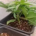 Strawberry 🍓 gorilla 🦍 auto