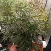 Prova nuova terapia CREAMZILLA