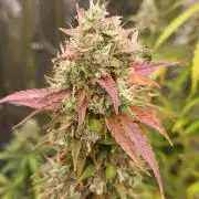 pinapple pulse auro