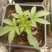 frosted zinn×cookie dog AUTO.