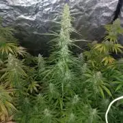 pinapple pulse auro