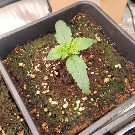 Runtz korngarden Shop