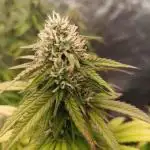 Frostbanger auto