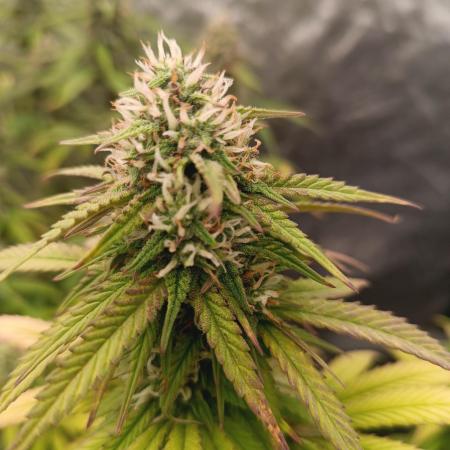 Frostbanger auto