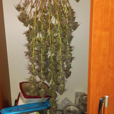Creamzilla auto