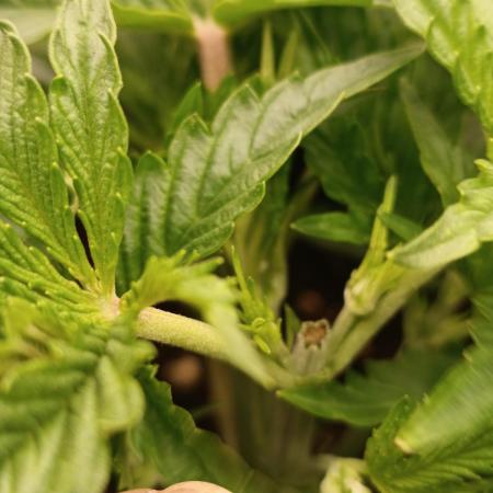 Forbidden runtz auto