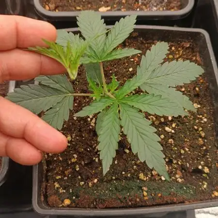 Grape Ape auto