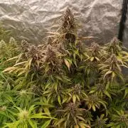 Strawberry 🍓 gorilla 🦍  auto