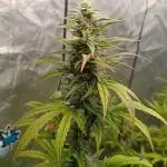 Grape Ape auto