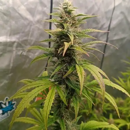 Grape Ape auto