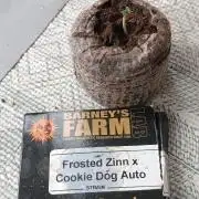 frosted zinn×cookie dog AUTO.